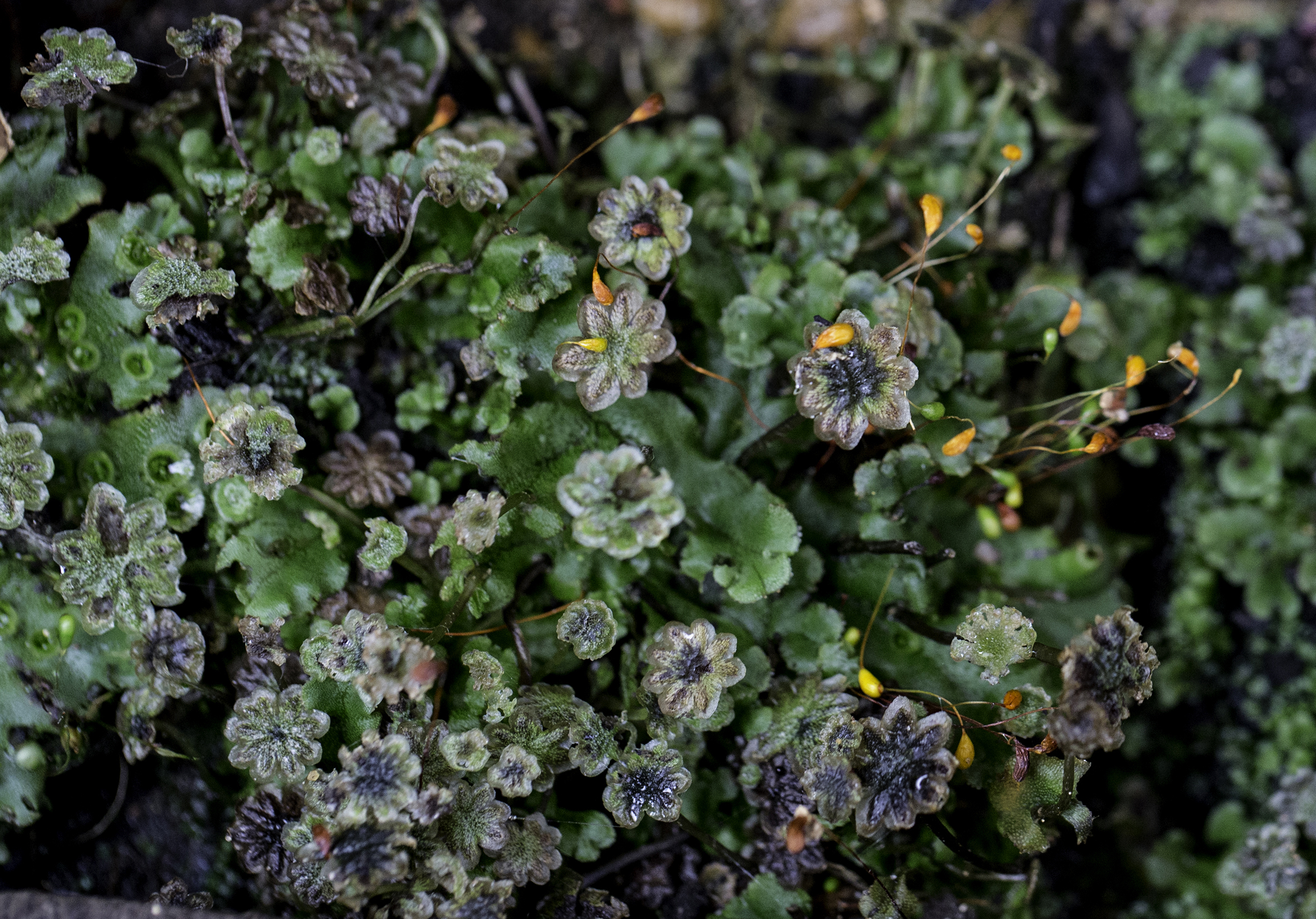 Marchantia berteroana